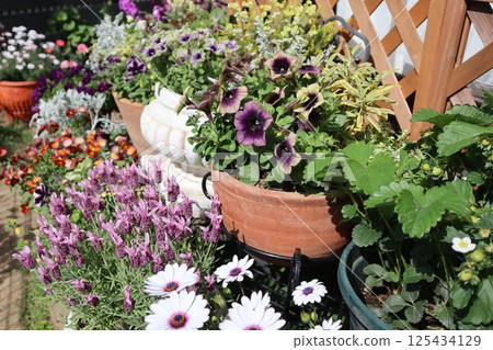 Group planting and potting of early summer flowers Group planting and potting of early summer flowers 125434129
