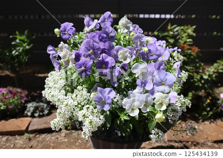 Pastel-colored violas grown from seeds are in full bloom 125434139