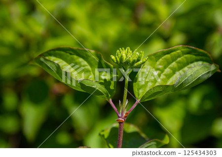 Cornus sanguinea red dog plant with flower and full leaf. Cornus drummondii, with tiny white flowers. Flowering shrub of Cornus controversy in the spring garden Cornus sanguinea red dog plant with flower and full leaf. Cornus drummondii, with tiny white flowers. Flowering shrub of Cornus controversy in the spring garden 125434303