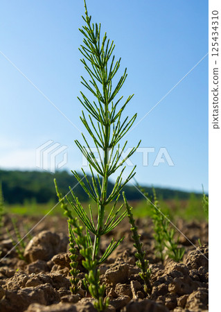 Horsetail field Equisetum arvense grows in the wild Horsetail field Equisetum arvense grows in the wild 125434310
