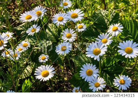 Oxeye daisy Leucanthemum vulgare blooming in spring, White flowers in the garden closeup, Wild daisy flowers growing on meadow, white chamomiles on green grass background. Oxeye daisy 125434315