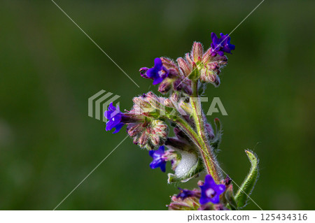 Anchusa officinalis, commonly known as the common bugloss or alkanet with green background 125434316