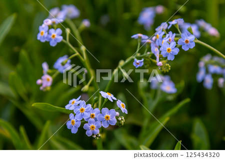 Myosotis scorpioides true or water forget me not. Turkish name Unutma beni cicegi 125434320