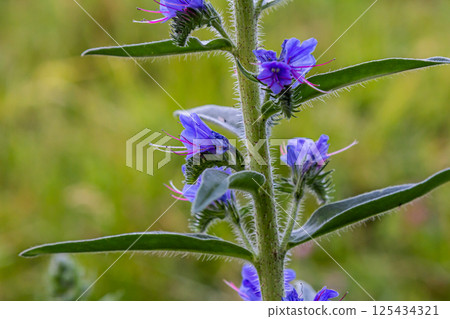 The Echium vulgare flower is a species of herbaceous plant, family Boraginaceae 125434321