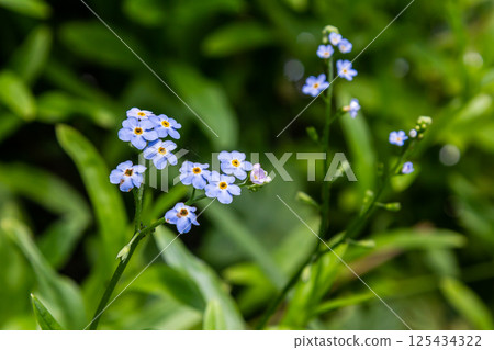 Myosotis scorpioides true or water forget me not. Turkish name Unutma beni cicegi 125434322