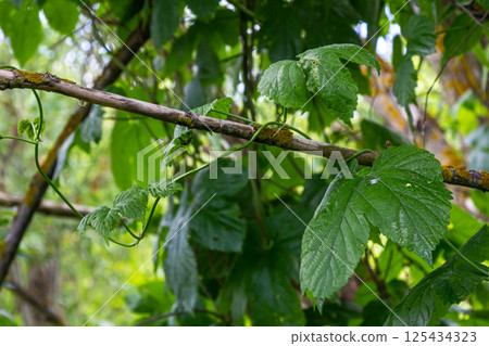 hop leaves. Humulus. green leaves of a climbing plant. natural autumn background, leaves close up. light, bright hop leaves. 125434323
