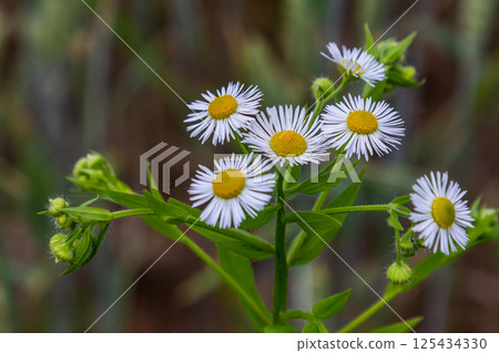 Erigeron annuus known as annual fleabane, daisy fleabane, or eastern daisy fleabane Erigeron annuus known as annual fleabane, daisy fleabane, or eastern daisy fleabane 125434330