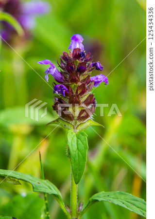 Prunella Vulgaris makro single natural flower, medicinal herbs nature background Prunella Vulgaris makro single natural flower, medicinal herbs nature background 125434336