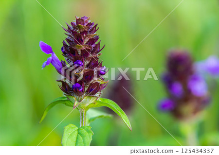 Prunella Vulgaris makro single natural flower, medicinal herbs nature background Prunella Vulgaris makro single natural flower, medicinal herbs nature background 125434337