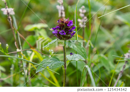 Prunella Vulgaris makro single natural flower, medicinal herbs nature background Prunella Vulgaris makro single natural flower, medicinal herbs nature background 125434342