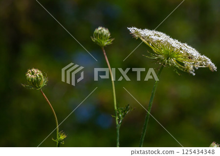 Daucus carota known as wild carrot blooming plant Daucus carota known as wild carrot blooming plant 125434348