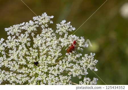 Daucus carota known as wild carrot blooming plant Daucus carota known as wild carrot blooming plant 125434352