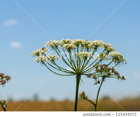 Daucus carota known as wild carrot blooming plant Daucus carota known as wild carrot blooming plant 125434355