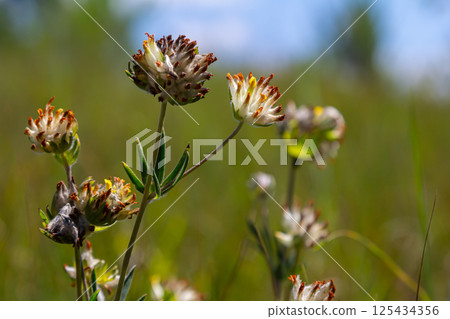 The common kidneyvetch, kidney vetch or woundwort Anthyllis vulneraria growing in a meadow and blooming with spherical flower head with yellow petals in summer 125434356
