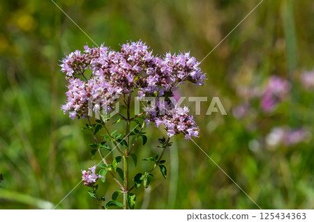 Oregano is a honey and medicinal plant. Oregano Origanum vulgare kind of perennial herbaceous plants 125434363