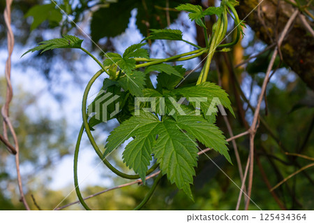 hop leaves. Humulus. green leaves of a climbing plant. natural autumn background, leaves close up. light, bright hop leaves. hop leaves. Humulus. green leaves of a climbing plant. natural autumn background, leaves close up. light, bright hop leaves. 125434364