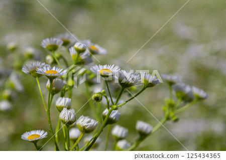 Erigeron annuus known as annual fleabane, daisy fleabane, or eastern daisy fleabane Erigeron annuus known as annual fleabane, daisy fleabane, or eastern daisy fleabane 125434365