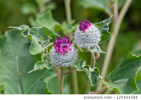 Arctium tomentosum, commonly known as the woolly burdock is a species of burdock belonging to the family Asteraceae Arctium tomentosum, commonly known as the woolly burdock is a species of burdock belonging to the family Asteraceae 125434368