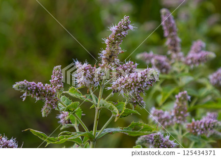 In the summer, long-leaved mint Mentha longifolia grows in the wild 125434371