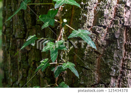 Fresh bright green leaves of ivy Hedera helix on grey-brown tree bark Fresh bright green leaves of ivy Hedera helix on grey-brown tree bark 125434378
