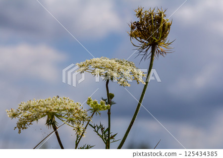 Daucus carota known as wild carrot blooming plant Daucus carota known as wild carrot blooming plant 125434385