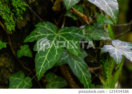 Fresh bright green leaves of ivy Hedera helix on grey-brown tree bark 125434386