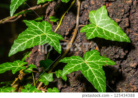 Fresh bright green leaves of ivy Hedera helix on grey-brown tree bark 125434388