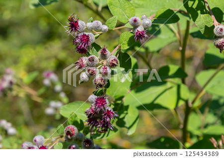 Arctium tomentosum, commonly known as the woolly burdock is a species of burdock belonging to the family Asteraceae Arctium tomentosum, commonly known as the woolly burdock is a species of burdock belonging to the family Asteraceae 125434389