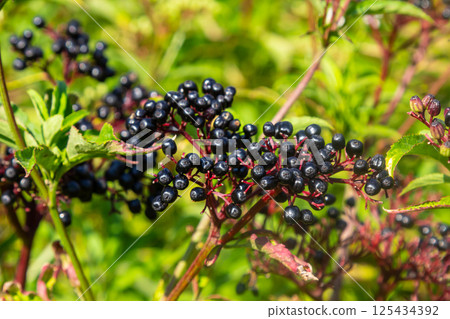 Black danewort Sambucus ebulus berries close-up at summer 125434392