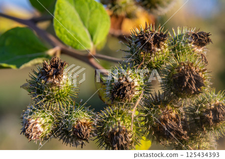 fresh leaves and purple flowers of Arctium lappa plant fresh leaves and purple flowers of Arctium lappa plant 125434393