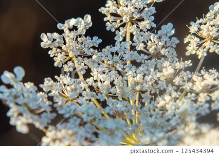 Daucus carota known as wild carrot blooming plant 125434394