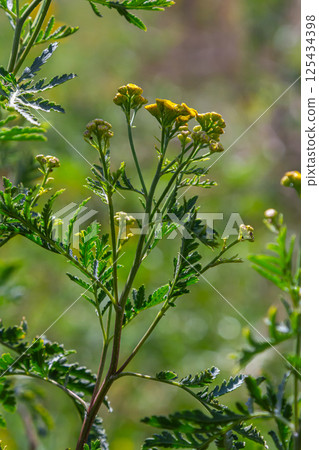 Tansy Tanacetum vulgare wild plant in summer Tansy Tanacetum vulgare wild plant in summer 125434398