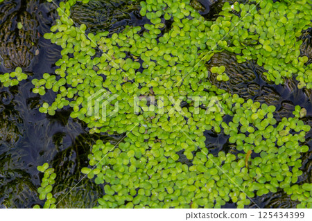 Least duckweed plants, Lemna minuta, on a water surface Least duckweed plants, Lemna minuta, on a water surface 125434399