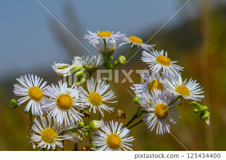 Erigeron annuus known as annual fleabane, daisy fleabane, or eastern daisy fleabane Erigeron annuus known as annual fleabane, daisy fleabane, or eastern daisy fleabane 125434400