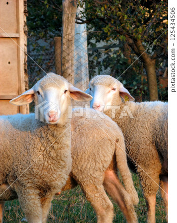 Sheep farming Sheep farming 125434506