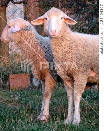A pair of sheep A pair of sheep 125434507