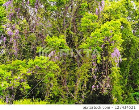 Wisteria flowers Wisteria flowers 125434521