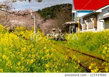 Station building with rape blossoms and cherry blossoms 125434666