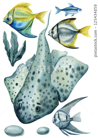 watercolor spotted stingray with tropical aquarium fish seaweed and stones marine underwater animal illustration clipart watercolor spotted stingray with tropical aquarium fish seaweed and stones marine underwater animal illustration clipart 125434859