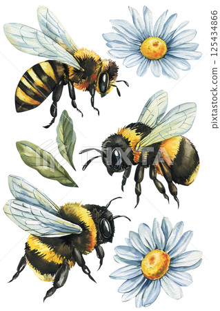 Bumblebees and honeybee with white daisies and green leaves vintage botanical insect illustration, watercolor clipart Bumblebees and honeybee with white daisies and green leaves vintage botanical insect illustration, watercolor clipart 125434866