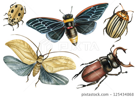 watercolor beetles cicada moth and bugs set hand drawn vintage insects illustration natural collection isolated on white 125434868