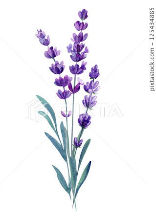 Lavender flower branch with green leaves, elegant botanical herbal design on white background, Watercolor wildflower Lavender flower branch with green leaves, elegant botanical herbal design on white background, Watercolor wildflower 125434885