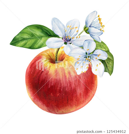Watercolor red apple with white blossom flowers and green leaves hand painted botanical fruit illustration, Ripe apple 125434912