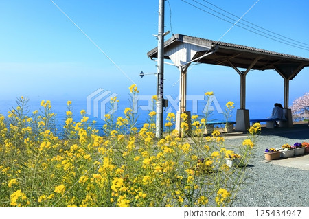 [Ehime Prefecture] Cherry blossoms and rape blossoms bloom at JR Shimonada Station (the station closest to the sea in Japan) in spring 125434947