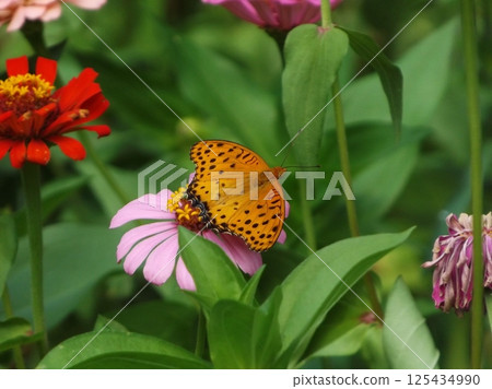 雄性印度貝母吸吮花蜜 125434990
