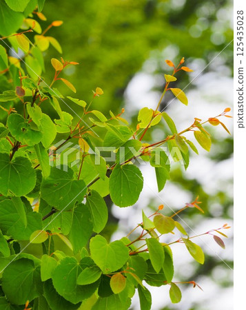 The fragrance of young leaves The fragrance of young leaves 125435028