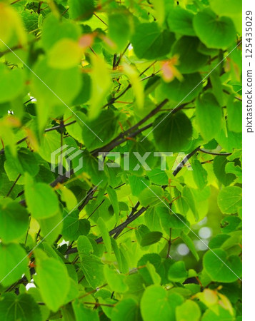 The fragrance of young leaves The fragrance of young leaves 125435029