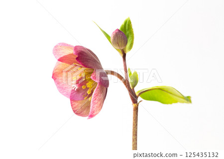 Christmas rose in full bloom Christmas rose in full bloom 125435132