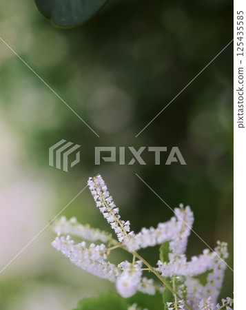 Mayflower in full bloom 125435585