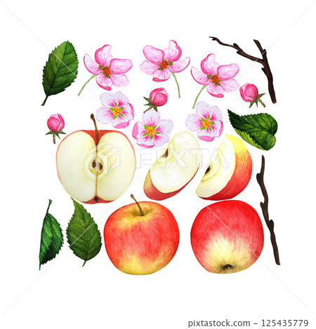 Set of watercolor illustrations. Red ripe apple, blossoming branch, blossoming garden on a white background. Perfect for decorating invitations, postcards and decorating interior items Set of watercolor illustrations. Red ripe apple, blossoming branch, blossoming garden on a white background. Perfect for decorating invitations, postcards and decorating interior items 125435779